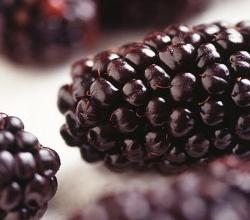 Blackberry Menu